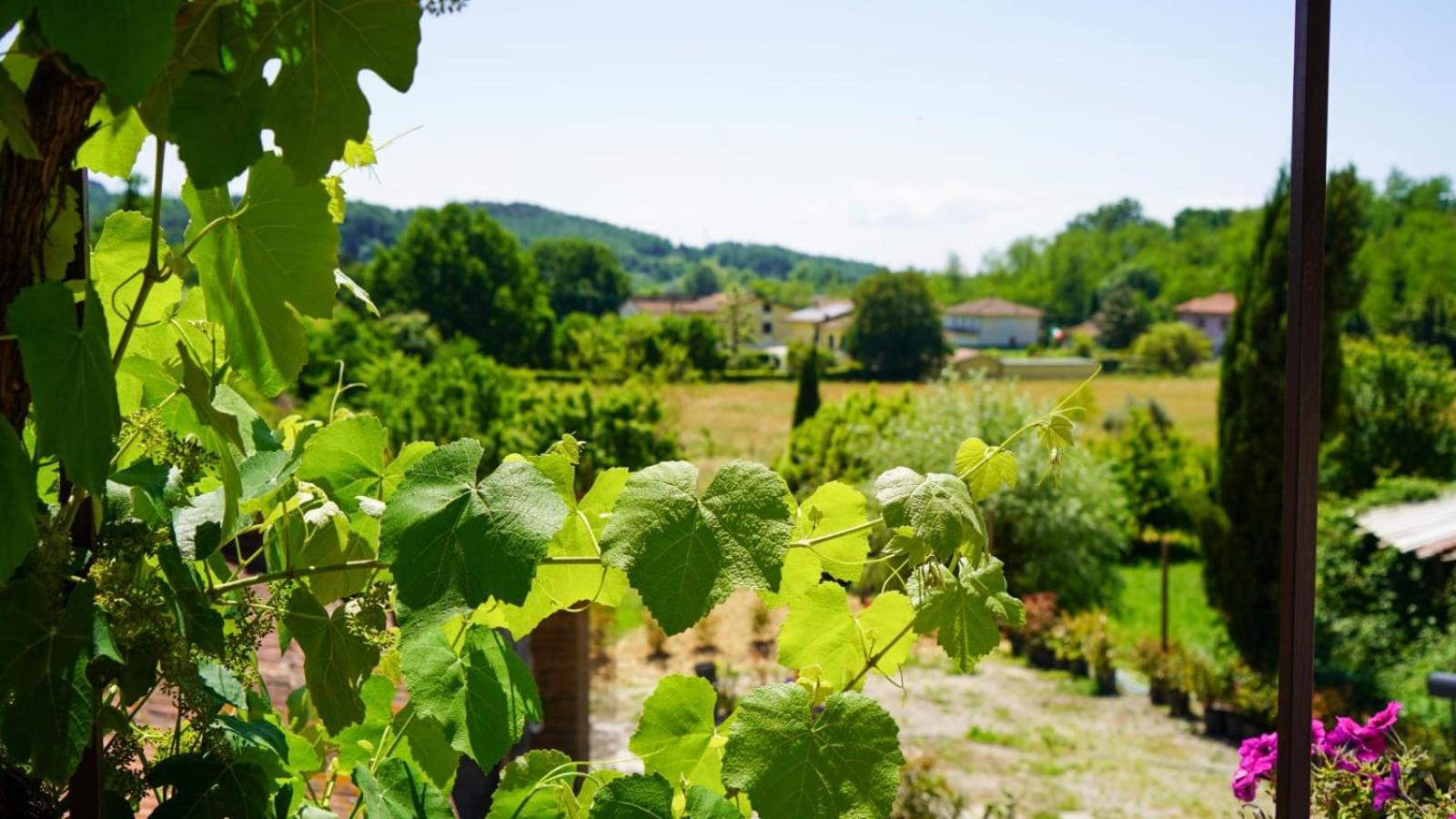 La Casa Nella Vigna Colline Del Vino Leilighet Capannori Eksteriør bilde