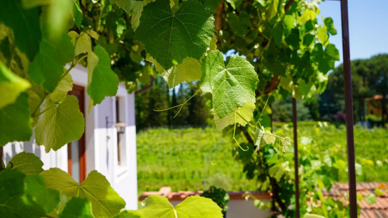 La Casa Nella Vigna Colline Del Vino Leilighet Capannori Eksteriør bilde