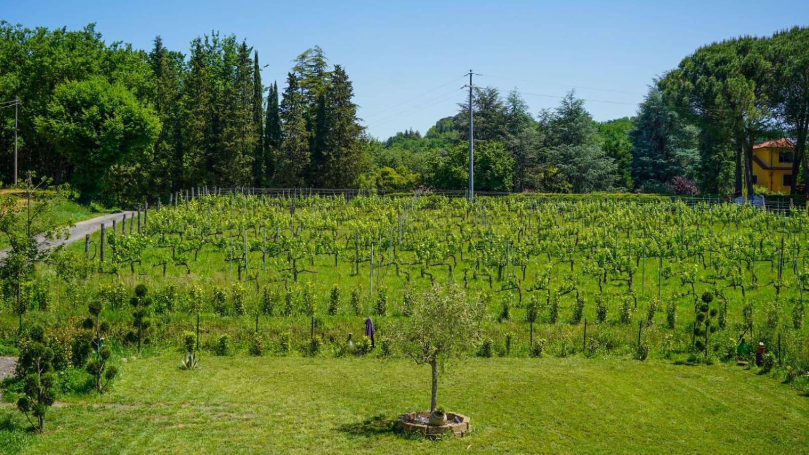 La Casa Nella Vigna Colline Del Vino Leilighet Capannori Eksteriør bilde